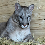 PUMA BRAIGE