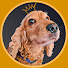 nbtJ_54s_H0-channel-avatar-Enjoying Life as a Cocker Spaniel