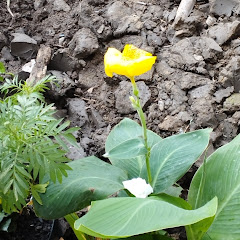 Quê Hương Mến Yêu 