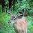 Whitetail Dreams Outfitters