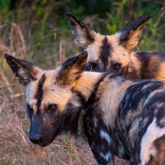 Dogs of the Wind  net worth