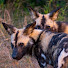 UCKns0N5FX4-channel-avatar-Dogs of the Wind 