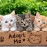 S9oE_YFK0WY-channel-avatar-Adopt Me
