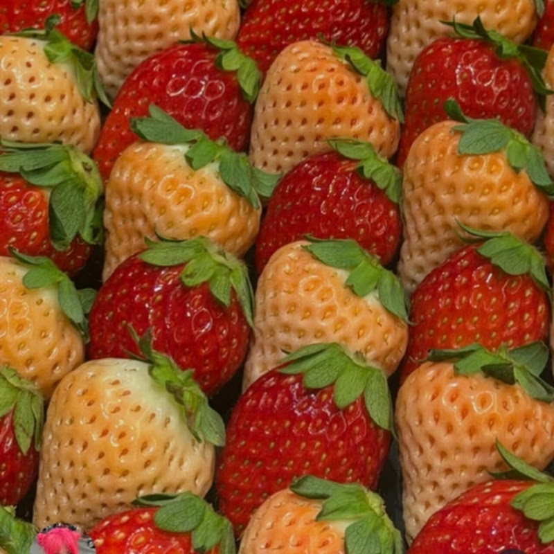 bestliliesvlogsip3kvrs