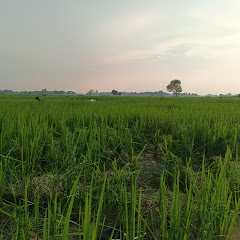Ram Pat