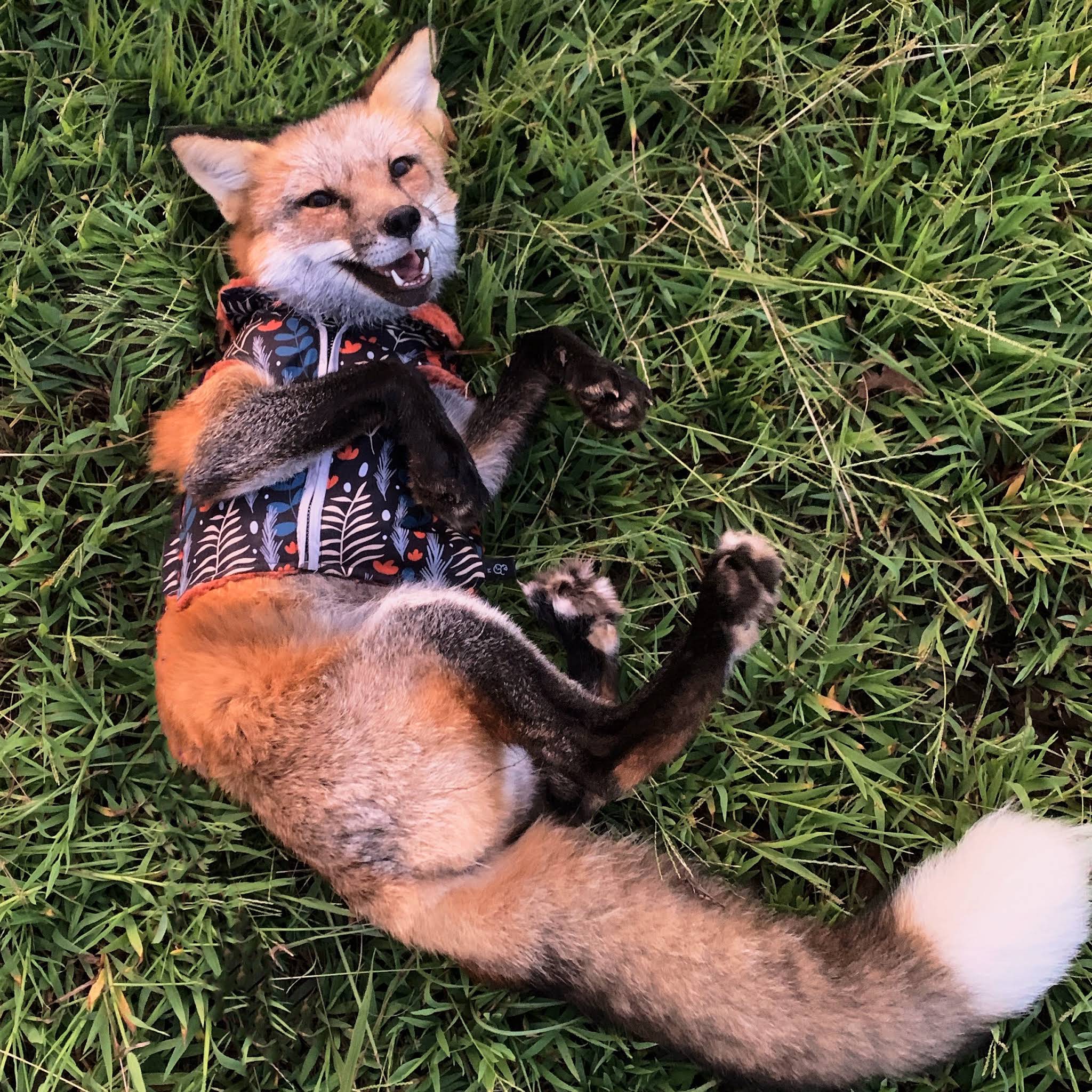 Post from Clevyr Creatures Fox Sanctuary