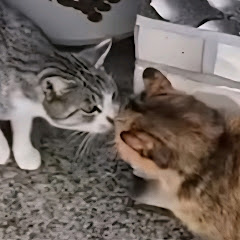 시골토끼와고양이