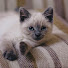 V7B-9forqbY-channel-avatar-ねこの小道