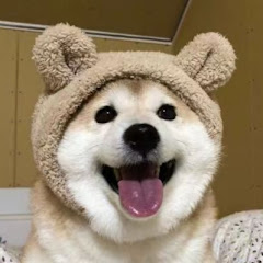 funny dog  有趣的狗 アイコン画像