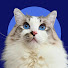 ATRfL5X8hTQ-channel-avatar-Sir George