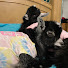 NvhXxtUjYnU-channel-avatar-The Pampered Pet Farmette