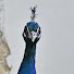 AwxE_eDu1MQ-channel-avatar-Robert Waligórski