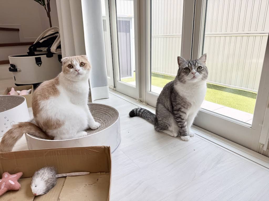 【もち様】 帰ってきたら甘えんぼな猫たちがドアの前でこうなってました…笑