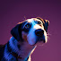 4y4QCaVKyd0-channel-avatar-PetsFlare