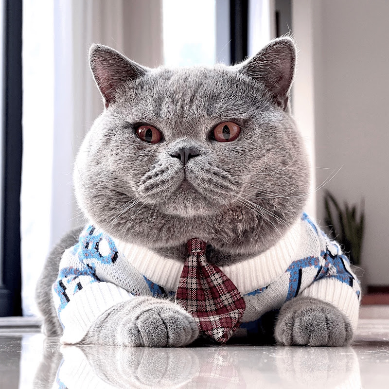 Zac British Cat