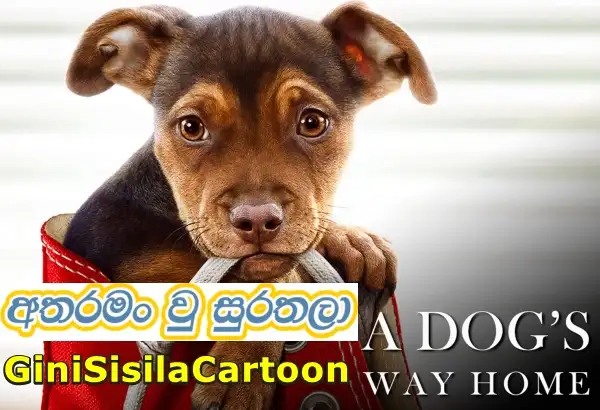 A Dog's Way Home (2019) - අතරමං වු සුරතලා