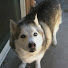 YjfibO8SsoQ-channel-avatar-Sequim and Northwest Washington