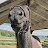Rudnik the Roan 