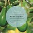 _eLf9AREWSk-channel-avatar-Abacateiro Frutas e Mudas