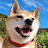 @ShibaShiba.