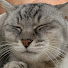 _c3WurGoiD4-channel-avatar-SAE