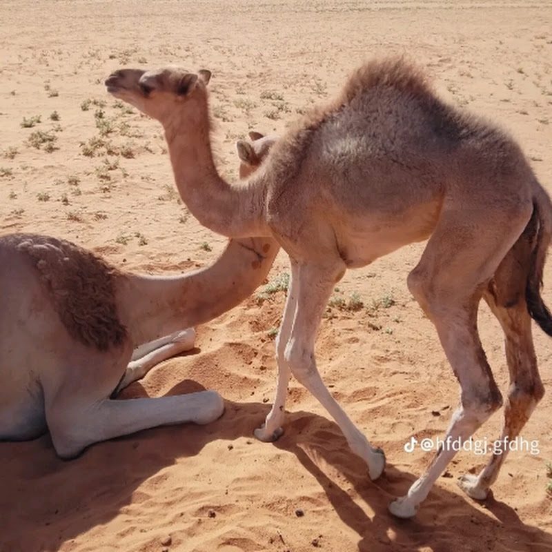 صحراء كا بادشاه 