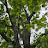 @Tree-birch