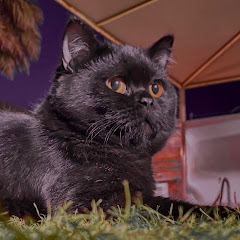 Black cat