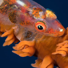 Underwater Vanuatu