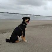 いつも一緒に犬と猫
