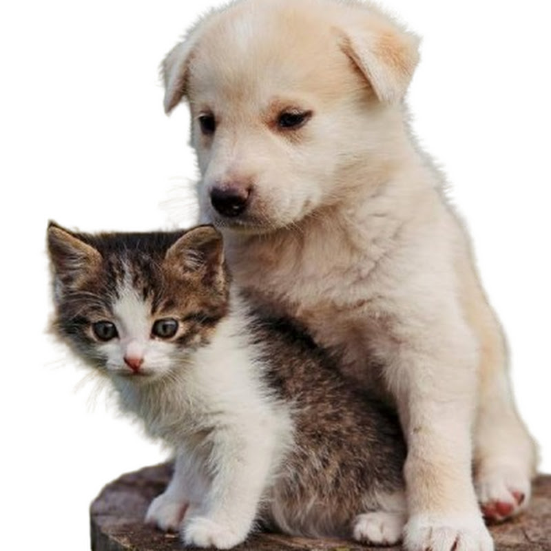 Furmiliar Facts 🐾