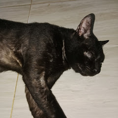 kucing ireng