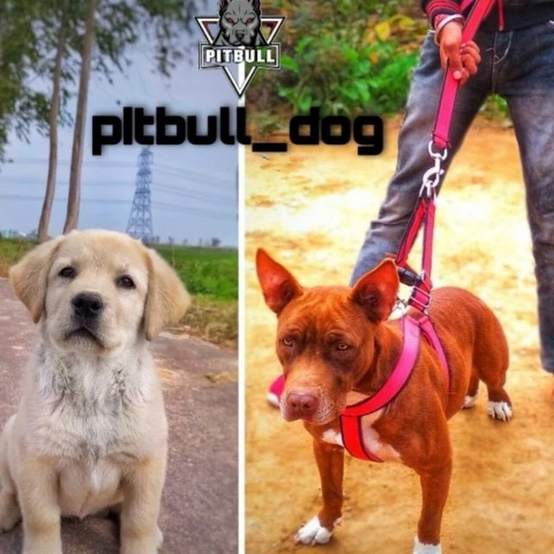 Pitbull dogs mp3
