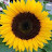 @SunflowersRays