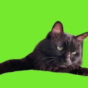 人類ねこ同盟(ヒトネコ)