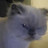 @StewieTheCatOfficial