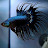@Look_fish Avatar