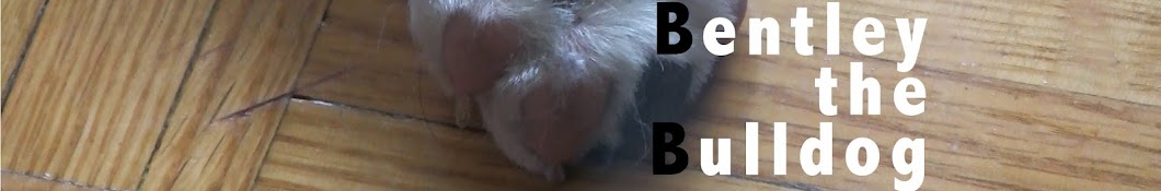 Bentley The Bulldog YouTube channel avatar