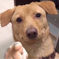 Funny pets 搞笑宠物アイコン画像