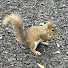 vtQ1Zd-nF4U-channel-avatar-The shiny squirrel 