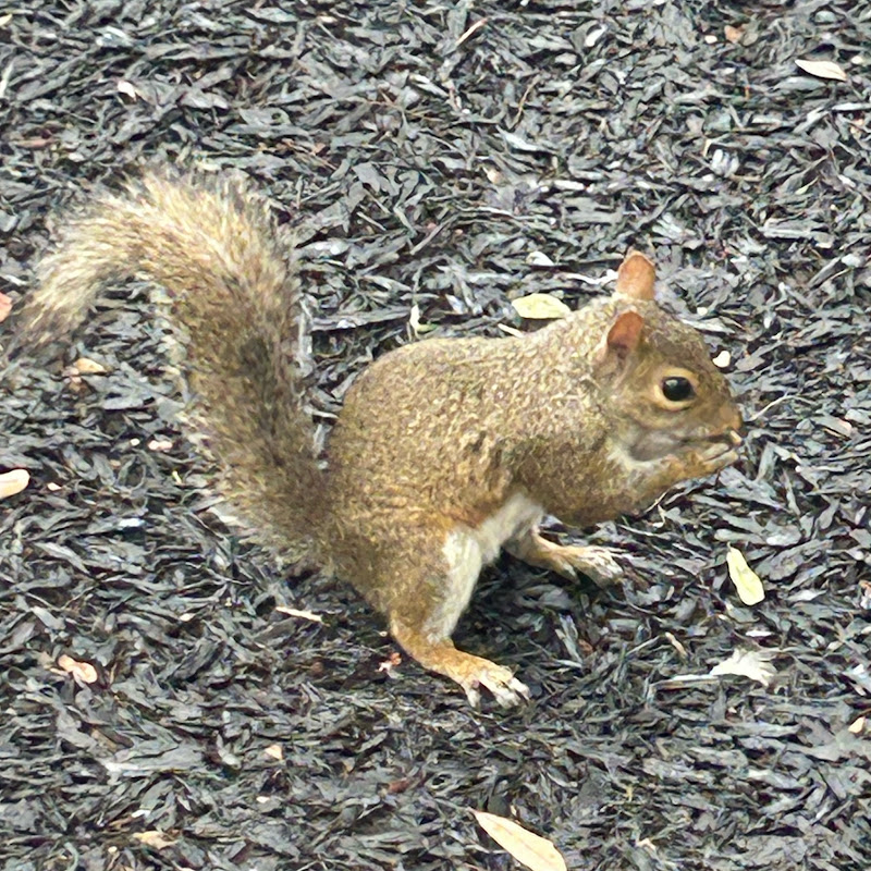 The shiny squirrel 