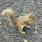 The shiny squirrel 