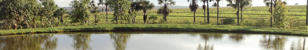 Natureza Selvagem यूट्यूब चैनल अवतार