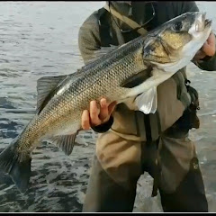 Patrick Gallagher Sea Bass Guide