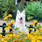 white swiss shepherd - Berger Blanc Suisse - LOREN