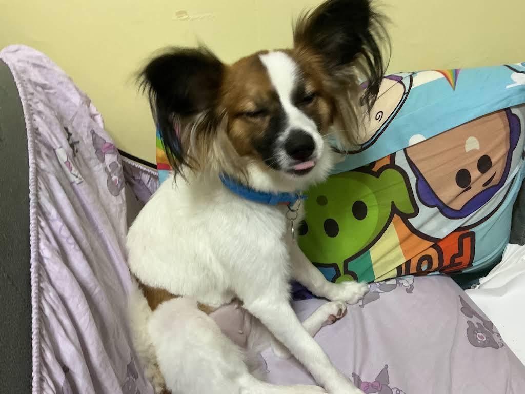 蝶と犬 Post from 星- YouTube