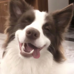 Cute Pet Recorderアイコン画像
