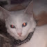 FY5mrwT5PQ8-channel-avatar-paws and hugs 