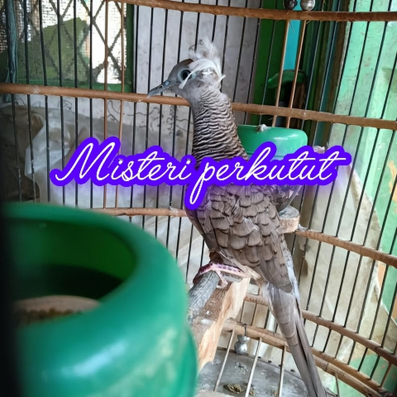 Hire Misteri Perkutut — Pets & Animals YouTube creator for sponsorships
