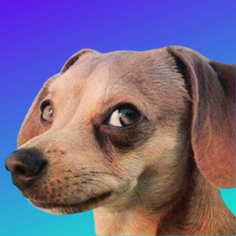 DOGUIN DOS NFT profile avatar